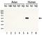 Avian Influenza Neuraminidase H5N1 antibody, PA5-34949, Invitrogen Antibodies, Western Blot image 