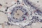 Replication Factor C Subunit 2 antibody, 61-510, ProSci, Immunohistochemistry frozen image 
