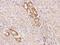 MINDY Lysine 48 Deubiquitinase 2 antibody, 205719-T08, Sino Biological, Immunohistochemistry paraffin image 