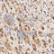 Nuclear Factor, Erythroid 2 Like 2 antibody, A1244, ABclonal Technology, Immunohistochemistry paraffin image 