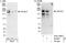 Cyclin-dependent kinase 13 antibody, A301-458A, Bethyl Labs, Immunoprecipitation image 