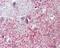 Protein Shroom2 antibody, PA5-27090, Invitrogen Antibodies, Immunohistochemistry frozen image 