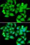 Ubiquitin-associated and SH3 domain-containing protein B antibody, orb247829, Biorbyt, Immunofluorescence image 