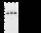 Family With Sequence Similarity 98 Member B antibody, 103838-T36, Sino Biological, Western Blot image 