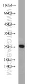 Growth arrest and DNA damage-inducible proteins-interacting protein 1 antibody, 16260-1-AP, Proteintech Group, Western Blot image 