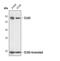 CDC Like Kinase 3 antibody, PA5-17289, Invitrogen Antibodies, Western Blot image 