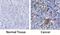 LIG3 antibody, AF3495, R&D Systems, Immunohistochemistry frozen image 