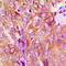 EGFR antibody, LS-B16091, Lifespan Biosciences, Immunohistochemistry frozen image 