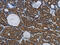 Sperm-associated antigen 4 protein antibody, CSB-PA919263, Cusabio, Immunohistochemistry frozen image 
