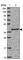 Pre-MRNA Processing Factor 18 antibody, HPA047950, Atlas Antibodies, Western Blot image 