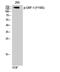 Glucocorticoid receptor DNA-binding factor 1 antibody, P30433, Boster Biological Technology, Western Blot image 
