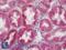 Mitochondrial Ribosomal Protein L34 antibody, LS-B12525, Lifespan Biosciences, Immunohistochemistry paraffin image 