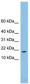 TAFA Chemokine Like Family Member 4 antibody, TA336168, Origene, Western Blot image 