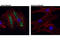 Lipase E, Hormone Sensitive Type antibody, 18381S, Cell Signaling Technology, Immunofluorescence image 