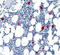 Integrin beta-3 antibody, DM164, Origene, Immunohistochemistry frozen image 