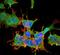 Spectrin Beta, Non-Erythrocytic 5 antibody, NBP2-59321, Novus Biologicals, Immunofluorescence image 