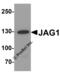 hJ1 antibody, 8059, ProSci Inc, Western Blot image 