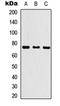 Kelch Like Family Member 29 antibody, orb256647, Biorbyt, Western Blot image 