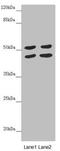 HAUS augmin-like complex subunit 8 antibody, LS-C675853, Lifespan Biosciences, Western Blot image 