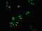 NADH:Ubiquinone Oxidoreductase Core Subunit S3 antibody, orb40814, Biorbyt, Immunofluorescence image 