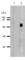 Perforin 1 antibody, ALX-804-135-C100, Enzo Life Sciences, Western Blot image 