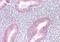 Myotubularin 1 antibody, NB300-949, Novus Biologicals, Immunohistochemistry paraffin image 