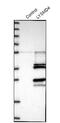 LysM Domain Containing 4 antibody, NBP1-83511, Novus Biologicals, Western Blot image 