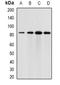 Engulfment and cell motility protein 3 antibody, orb341248, Biorbyt, Western Blot image 