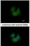 F-Box And Leucine Rich Repeat Protein 16 antibody, PA5-31714, Invitrogen Antibodies, Immunofluorescence image 