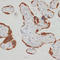 Seryl-tRNA synthetase, mitochondrial antibody, LS-C747428, Lifespan Biosciences, Immunohistochemistry frozen image 