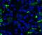 CD68 Molecule antibody, NBP2-44540, Novus Biologicals, Immunohistochemistry frozen image 