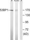 Tumor Protein P53 Binding Protein 1 antibody, LS-C291242, Lifespan Biosciences, Western Blot image 