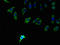 Phospholipid Phosphatase 2 antibody, LS-C376365, Lifespan Biosciences, Immunofluorescence image 