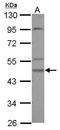 Casein Kinase 1 Gamma 2 antibody, GTX107762, GeneTex, Western Blot image 