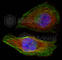 Erk1 antibody, AP0234, ABclonal Technology, Immunofluorescence image 
