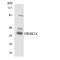 Olfactory Receptor Family 4 Subfamily K Member 14 antibody, LS-C200362, Lifespan Biosciences, Western Blot image 