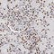 MRE11A antibody, HPA002691, Atlas Antibodies, Immunohistochemistry frozen image 