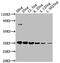 HA tag antibody, CSB-MA000141M0m, Cusabio, Western Blot image 