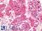 Follicle Stimulating Hormone Receptor antibody, LS-A4004, Lifespan Biosciences, Immunohistochemistry frozen image 