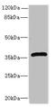 Ephrin B3 antibody, LS-C369566, Lifespan Biosciences, Western Blot image 