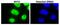 Small Nuclear Ribonucleoprotein Polypeptide C antibody, GTX00872, GeneTex, Immunocytochemistry image 