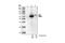 HA tag antibody, 2367S, Cell Signaling Technology, Western Blot image 