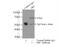 Serum Response Factor antibody, 16821-1-AP, Proteintech Group, Immunoprecipitation image 