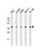 CD62L antibody, A00652-1, Boster Biological Technology, Western Blot image 