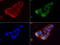 Glucosylceramidase Beta antibody, LS-C796905, Lifespan Biosciences, Immunofluorescence image 