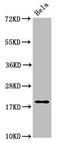 Myelin Associated Oligodendrocyte Basic Protein antibody, LS-C670686, Lifespan Biosciences, Western Blot image 