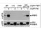 PBIP1 antibody, orb345549, Biorbyt, Western Blot image 