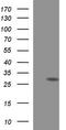 HscB Mitochondrial Iron-Sulfur Cluster Cochaperone antibody, LS-C788539, Lifespan Biosciences, Western Blot image 