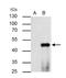 Peroxisome Proliferator Activated Receptor Alpha antibody, NBP1-31834, Novus Biologicals, Immunoprecipitation image 