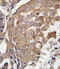 ALOX5AP antibody, abx033750, Abbexa, Immunohistochemistry paraffin image 